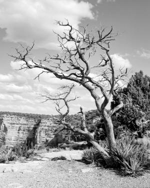 Competition entry: Desert Death