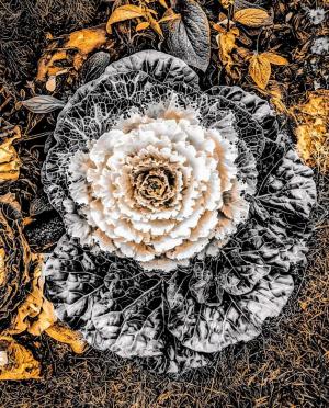 Competition entry: Gilded Cabbage Plant