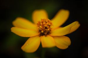 A closeup of a yellow flower, softly focused