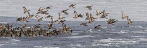 Ducks flying