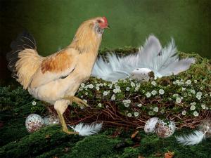 Competition entry: Which Came First, the Chicken or the Egg