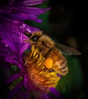 Competition entry: Lots Of Pollen