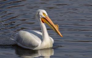 American White Pelican