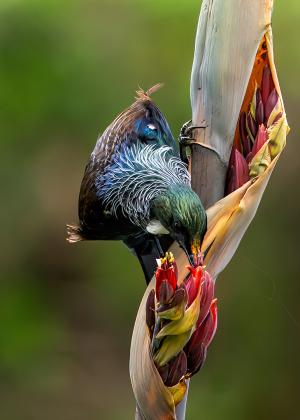 A Tui bird sipping nectar from a Flax flower