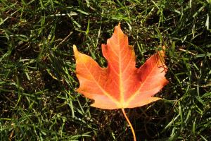 Competition entry: Orange Leaf