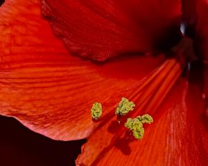 Competition entry: Point of the Poinsettia 