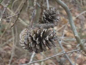 Competition entry: Nature's Architecture