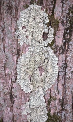 Competition entry: Liken the Lichen
