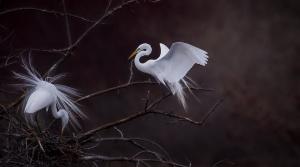 Competition entry: Mating pairs 