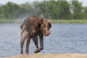 Competition entry: Shaking-Spraying-Sadie