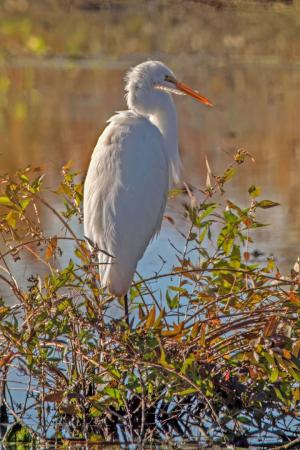 Competition entry: Sunning