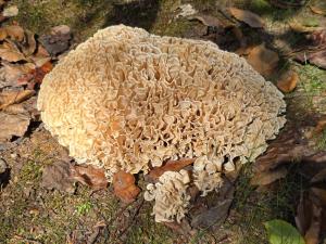 Competition entry: Cauliflower Mushroom