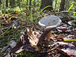 Competition entry: Spunky Spore