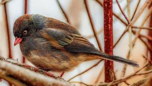 Competition entry: Waiting For Spring 