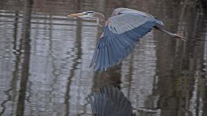 Competition entry: Flying Low