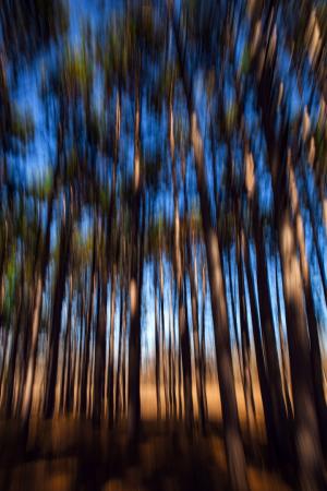 Competition entry: Forest In The Trees