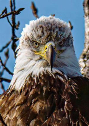 Competition entry: Giving me the Stink Eye