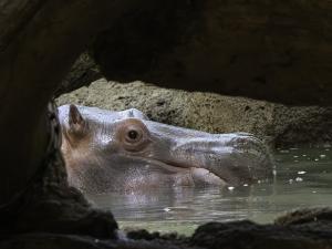 Competition entry: Hippo Spy