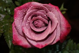 Competition entry: Lavender Rose