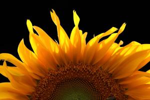Competition entry: Sunflower Pop