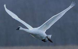 Competition entry: Flying Swan