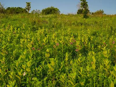 Overlooking the Holland Sand Prairie. Mostly plants with a hint of sky at the top.