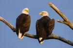 Pair of Bald eagles along the Grand Crossing Trail, LaCrosse Marsh