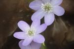 Competition entry: Hepatica