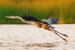 Competition entry: Great Blue Heron Taking Off