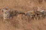 Coyotes at Play