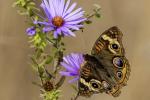 Common Buckeye on purple Asters.