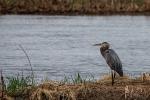 Competition entry: Heron Looking Left