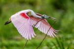 Roseate  Spoonbill with nesting material